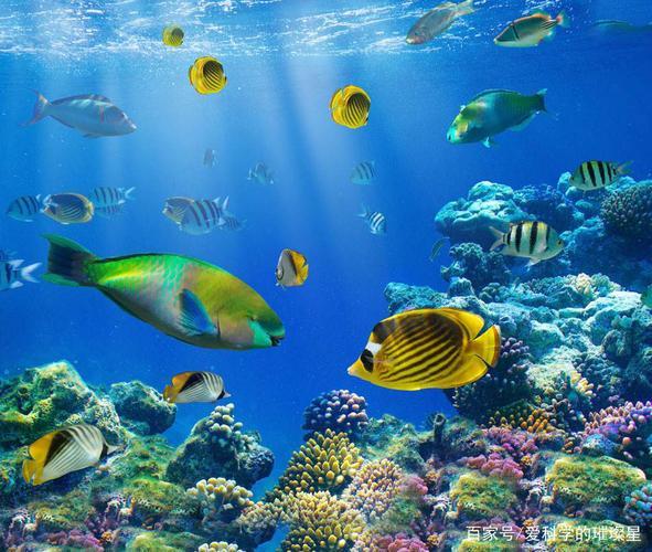 探索海洋生肖：你知道大海孕育出了哪些神奇的生物？